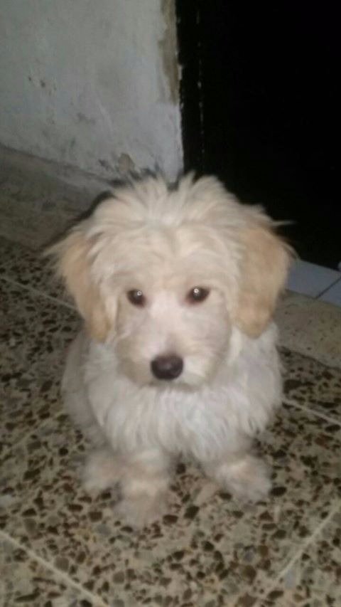 Cortesía. 'Rocko' perro perdido.