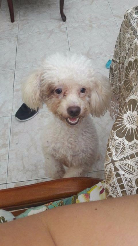 Cortesía 'Max' perro extraviado.