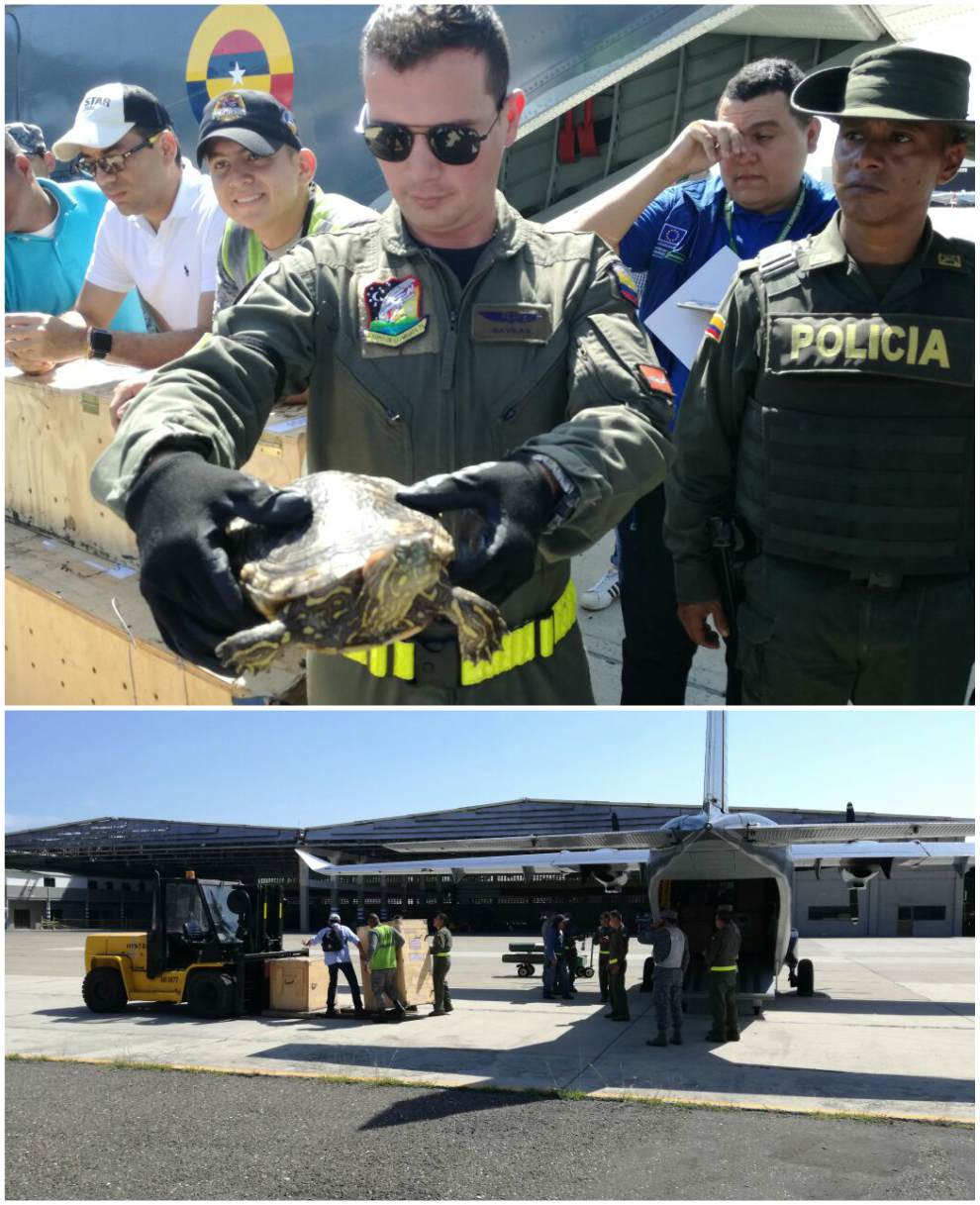 Cristian Mercado Un miembro de la Fuerza Aérea muestra uno de los animales traídos desde el Valle del Cauca.