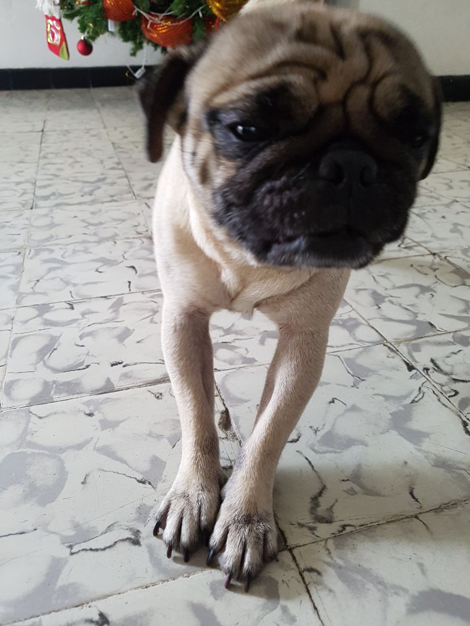 'Rocky' pug recuperado.