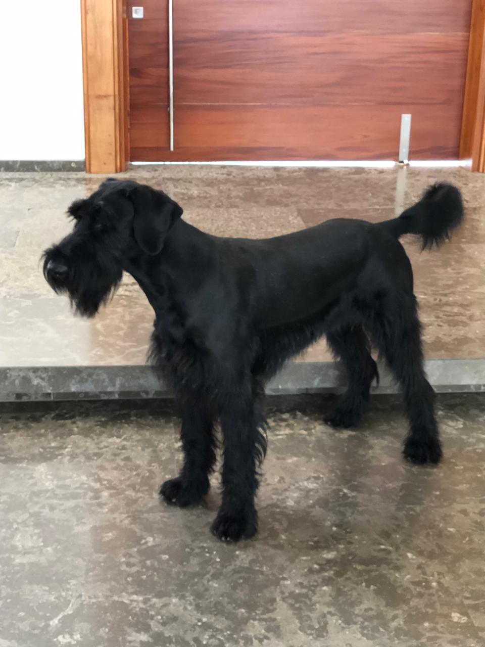 'César', mascota perdida en Lagos de Caujaral.