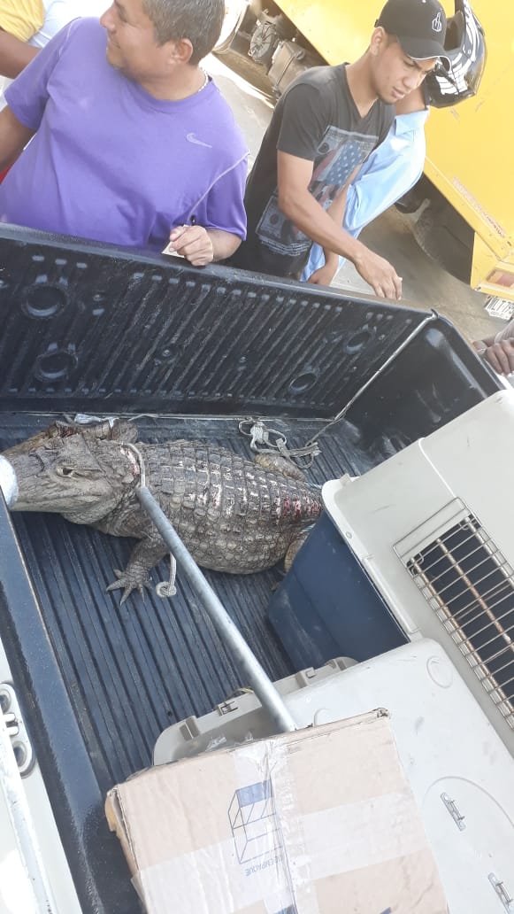 El animal mide dos metros y medio de largo.