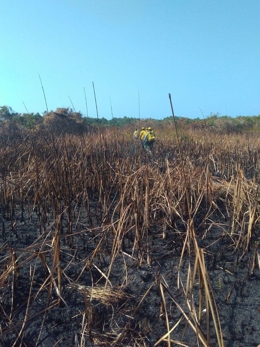 Momentos en que bomberos trabajan en Isla Salamanca en la sofocación del incendio.