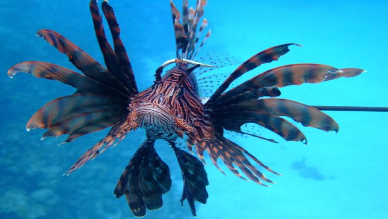 El pez león (Pterois volitans) es una especie exótica, que pertenece a la familia de los Scorpaenidae, natural del indo-pacífico registrada por primera en las costas de la Florida en el año de 1999. Desde entonces ha presentado una alta dispersión en todo el Caribe.