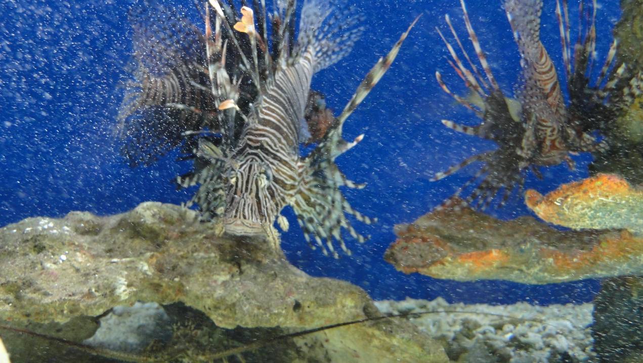 El pez león incide en la dinámica ecosistémica, económico y social, debido que es un depredador activo y muy voraz que se alimenta de peces de importancia para salud de los arrecifes, como lo son los herbívoros (loros y cirujanos), los cuales controlan la proliferación de algas. Estos invasores, también puede depredar y desplazar a otras poblaciones nativas como (meros, roncos, pargos, chernas, entre otros) y poner en riesgo de desaparecer especies ya registradas en los libros rojos.