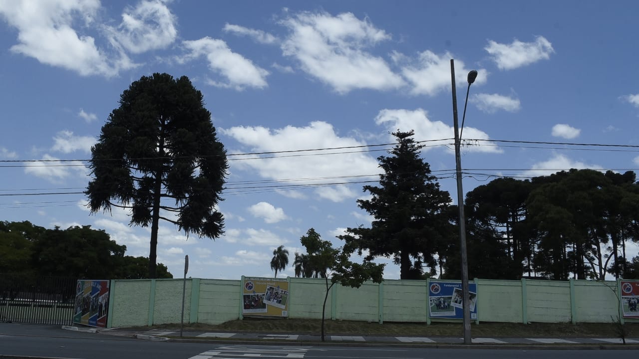 El Pinheiro es el árbol representativo de la ciudad y está prohibido talarlos. 