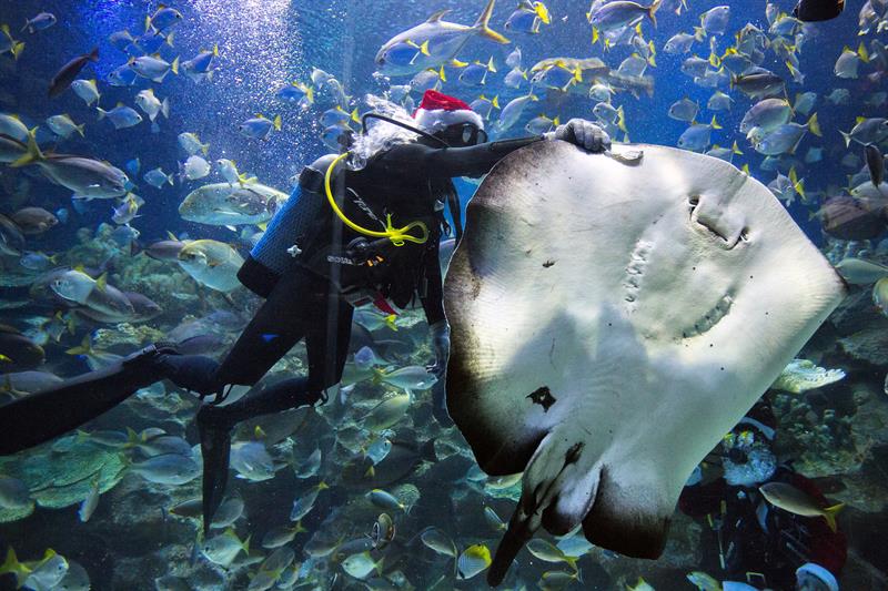 Un buzo con un gorro de Papá Noel da de comer a una raya y al resto de peces que habitan en el acuario Aquaria KLCC de Kuala Lumpur, Malasia.