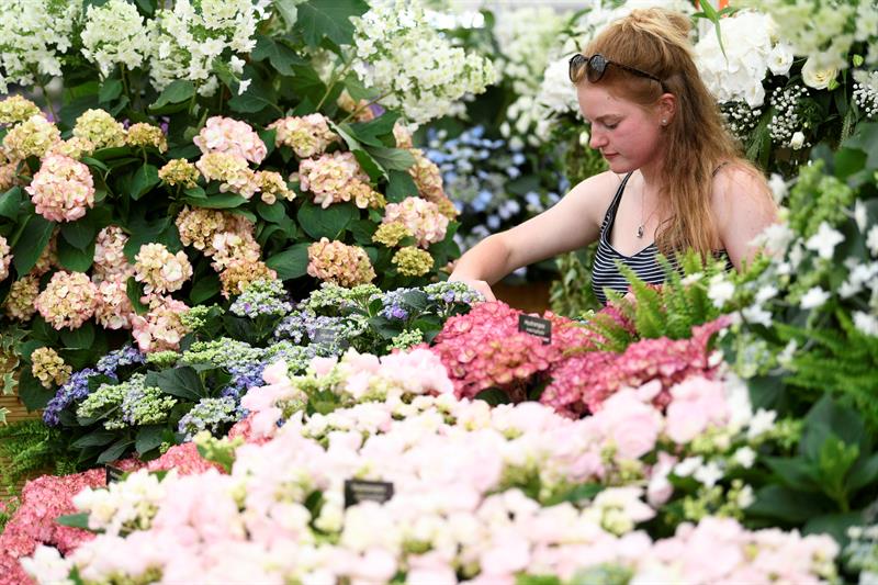 Una mujer ultima detalles de la exposición de flores.