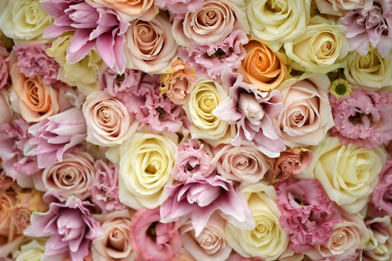 Las flores cultivadas en Holanda se muestran en la feria.