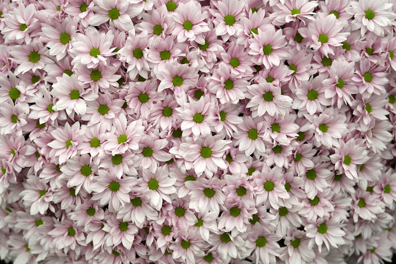 Crisantemos son preparados para el festival de flores de Chelsea.