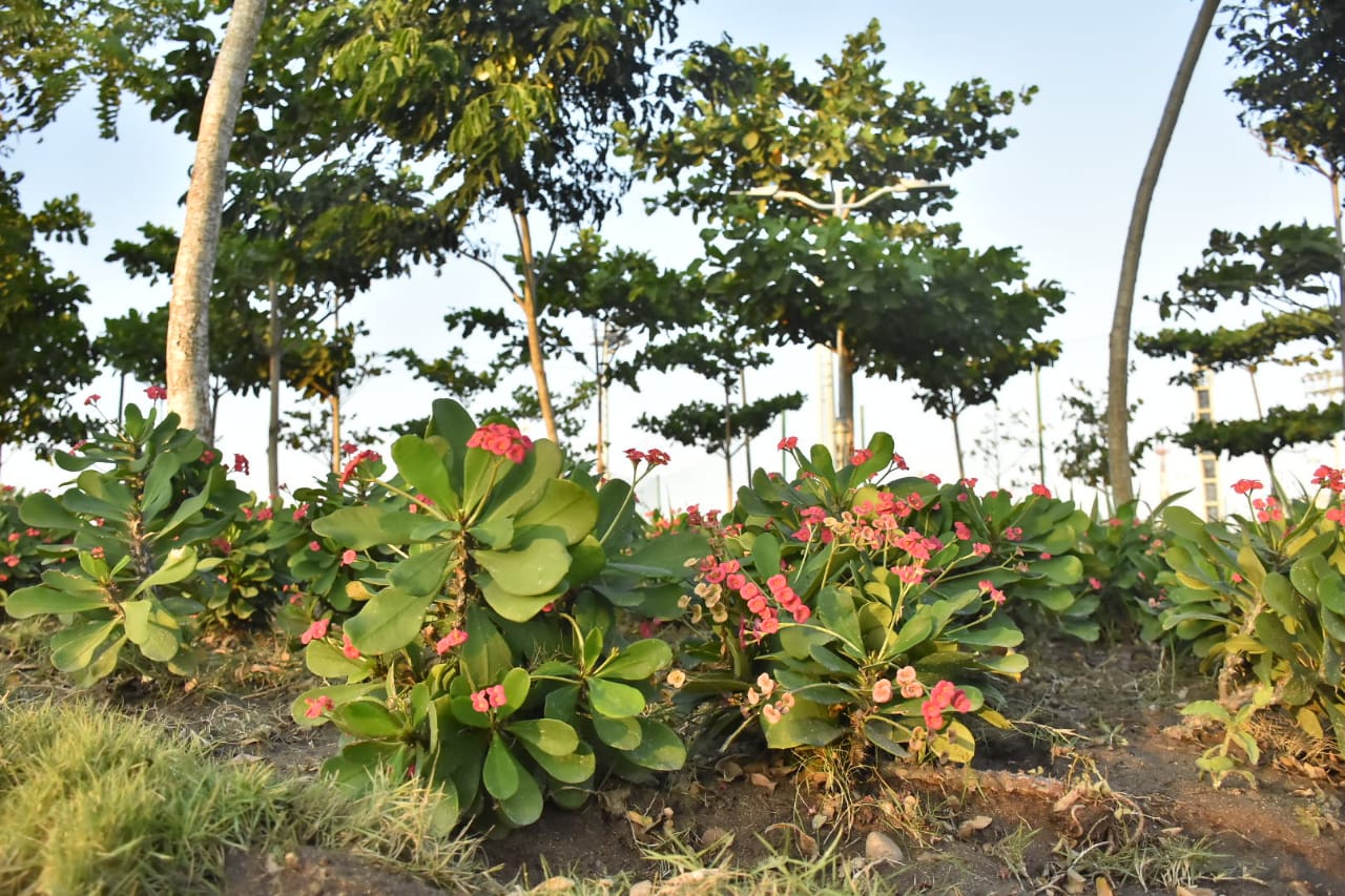Una gran cantidad de árboles sembrados plantados en el complejo. 