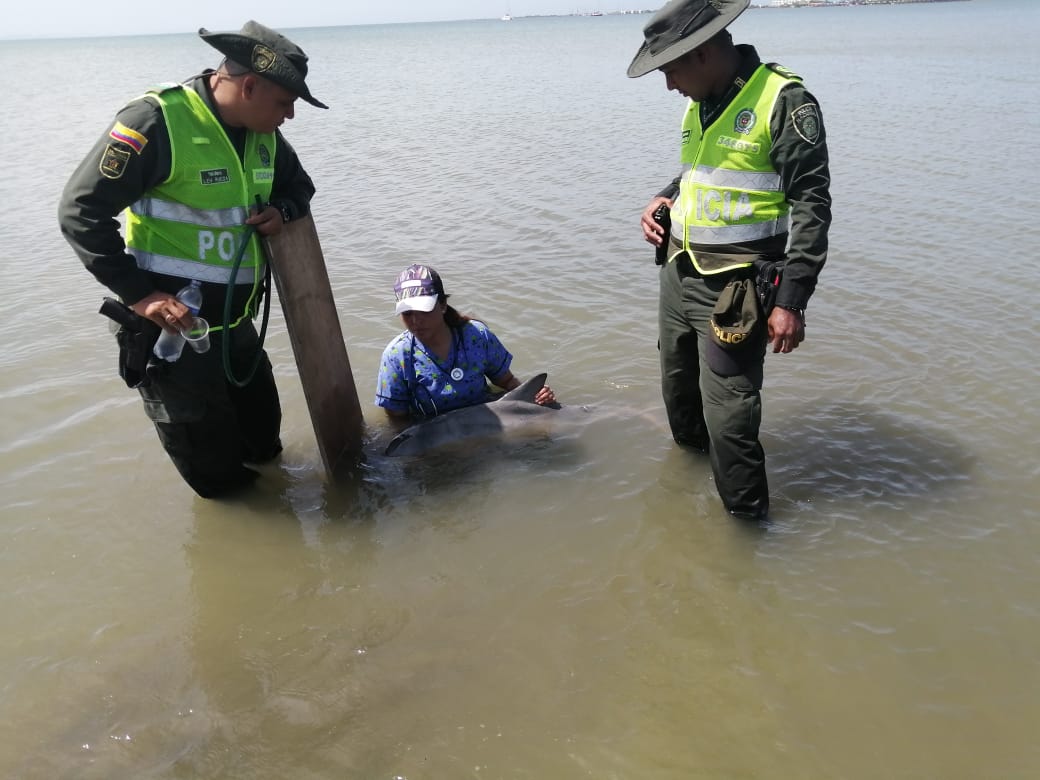 La Policía participó en el operativo de rescate del delfín en Puerto Velero.