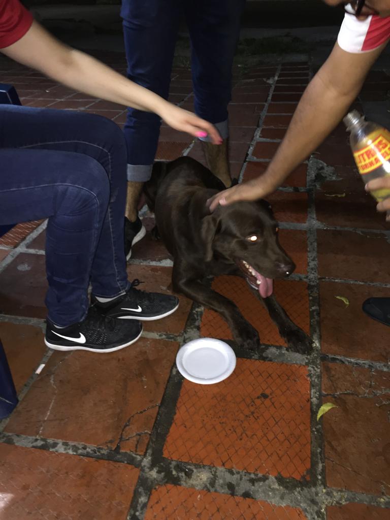 Perro encontrado en Los Nogales.