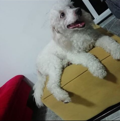 'Teo', perro extraviado.