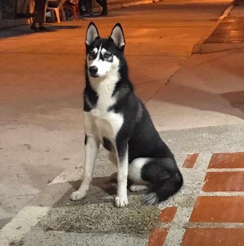 'Niña', perrita desaparecida.