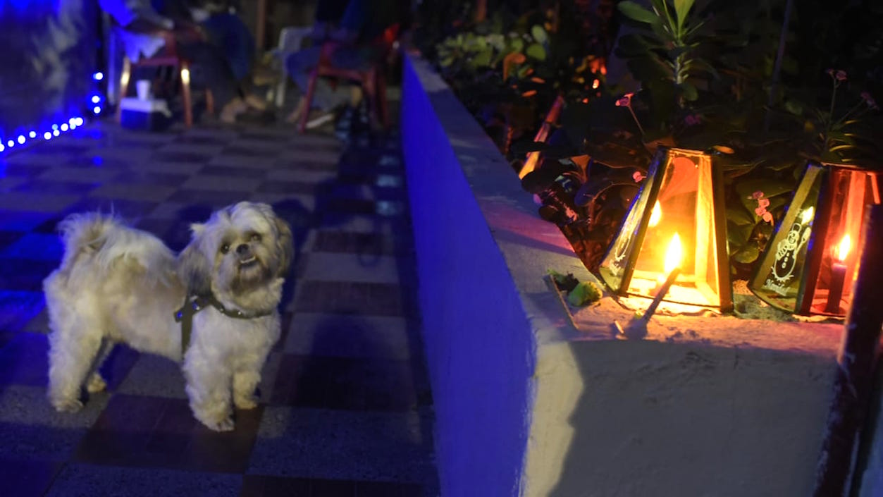 La mascota 'Toby' tampoco se perdió de la celebración.