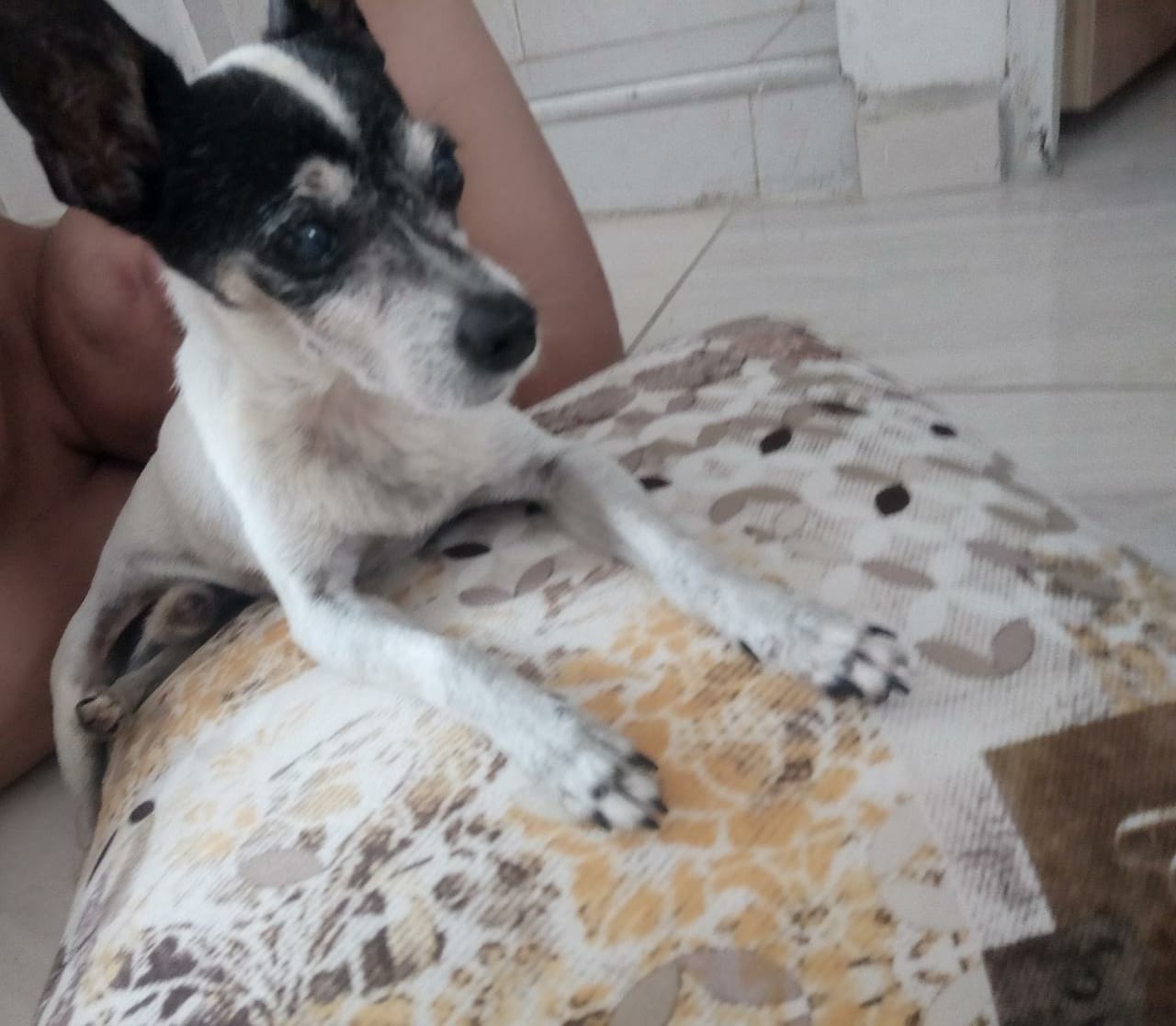 'Coki', perrito extraviado.