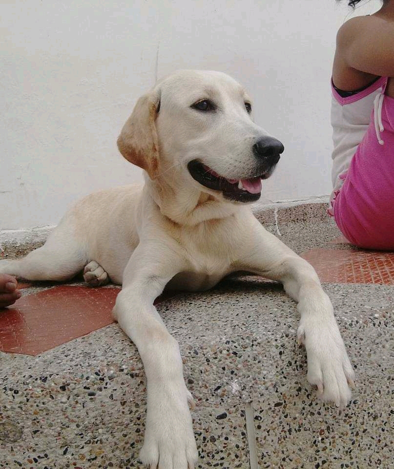 Cortesía 'Luna', perrita extraviada.