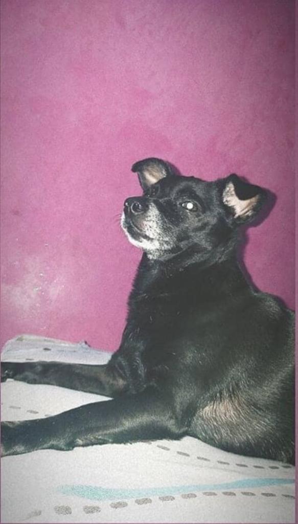 Cortesía 'Niña', perrita extraviada.