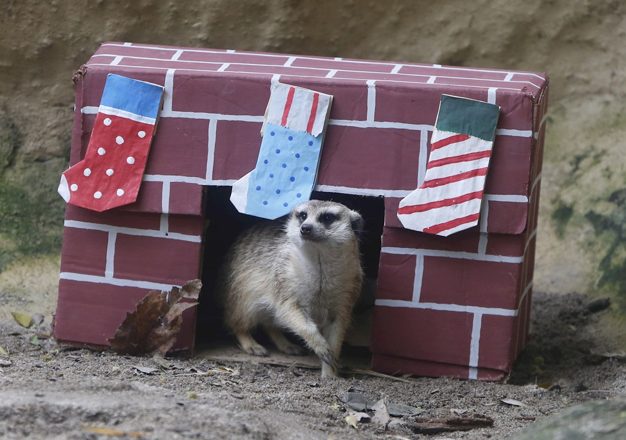 Una suricata juega con una caja de regalo con insectos.