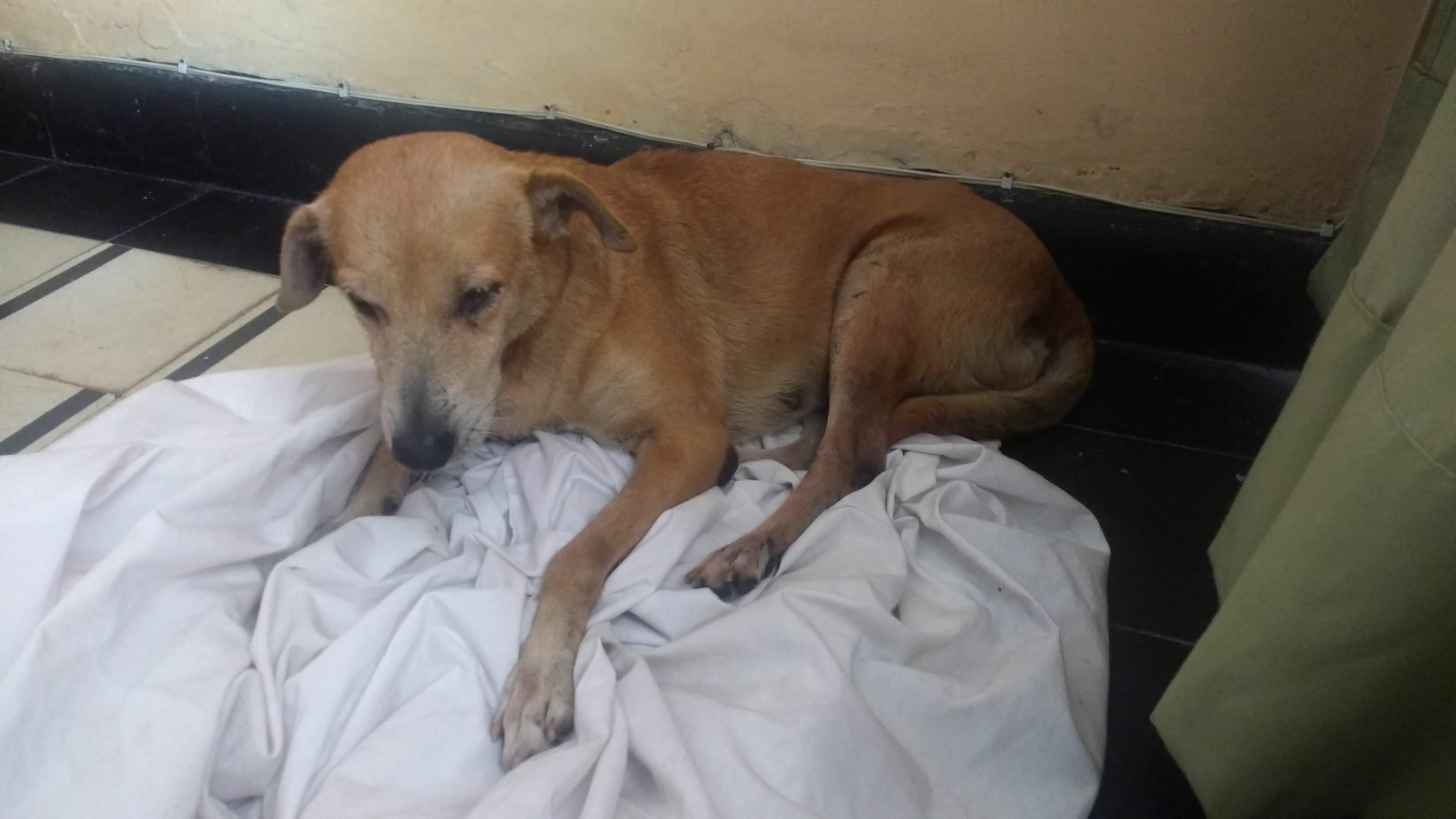 'Canelita', perrita extraviada.