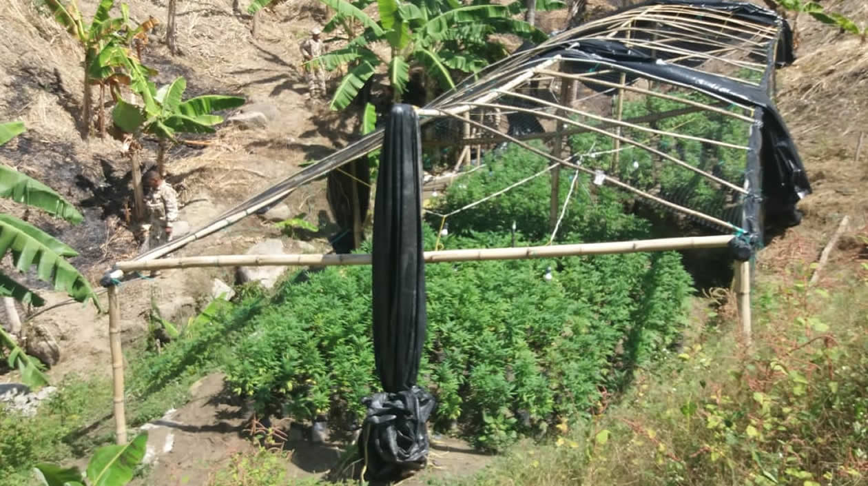 Cortesía FAC 858 plantas de marihuana fueron encontradas por la Fuerza Aérea.