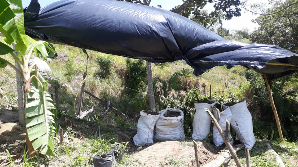 Cortesía FAC Marihuana encontrada y destruida por la FAC.