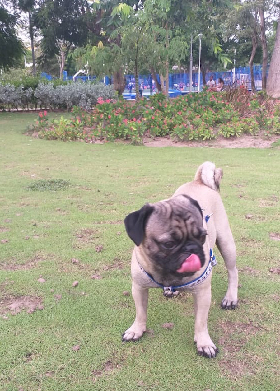 'Simón', el perro que se perdió en Los Almendros.