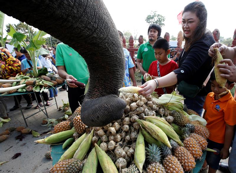 Los elefantes fueron alimentados con maíz y fruta.