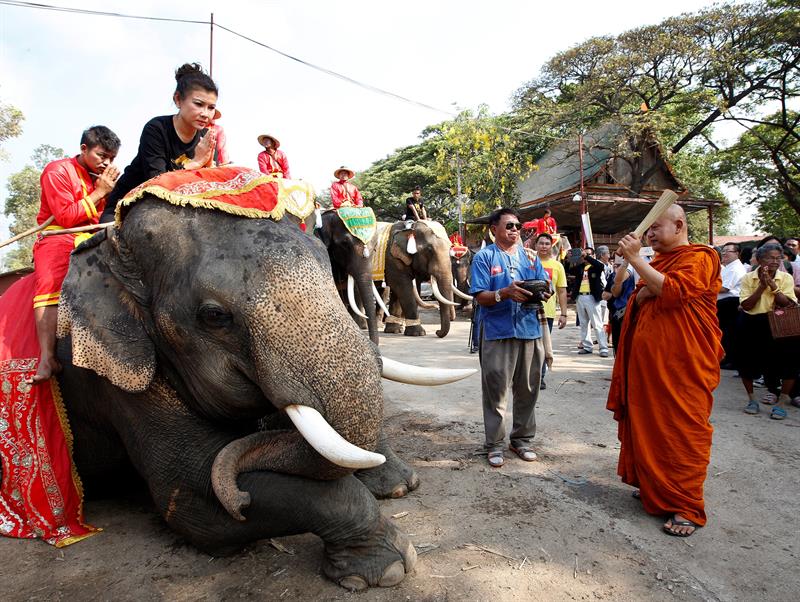 Los animales recibieron oraciones por parte de monjes locales.