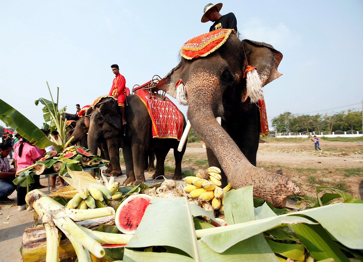 Un banquete de fruta disfrutaron estos enormes animales.