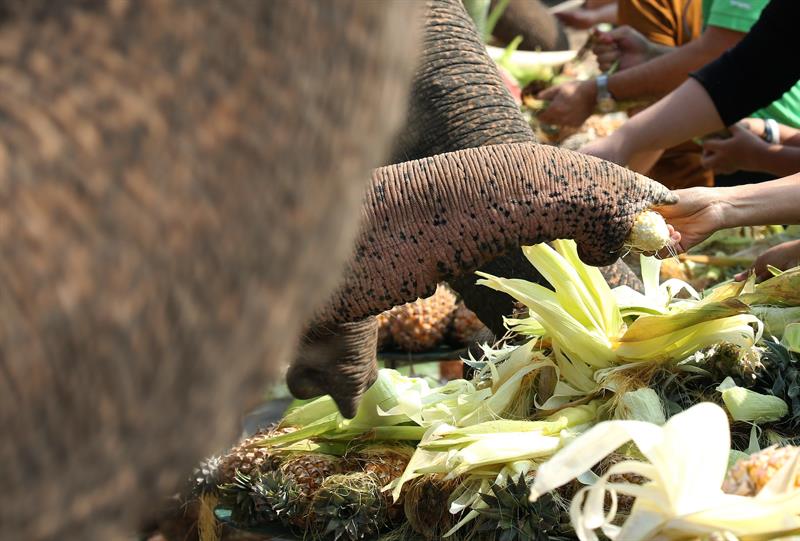 La personas tuvieron la oportunidad de alimentar a los elefantes.