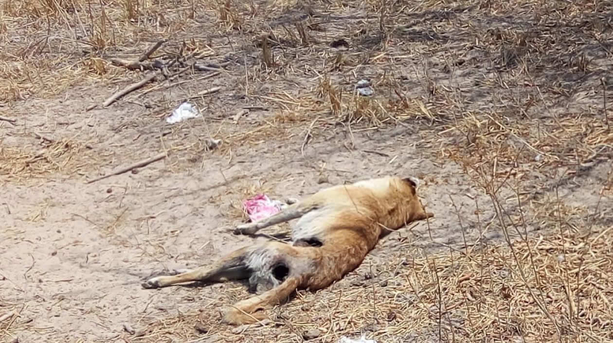 Uno de los perros muertos.