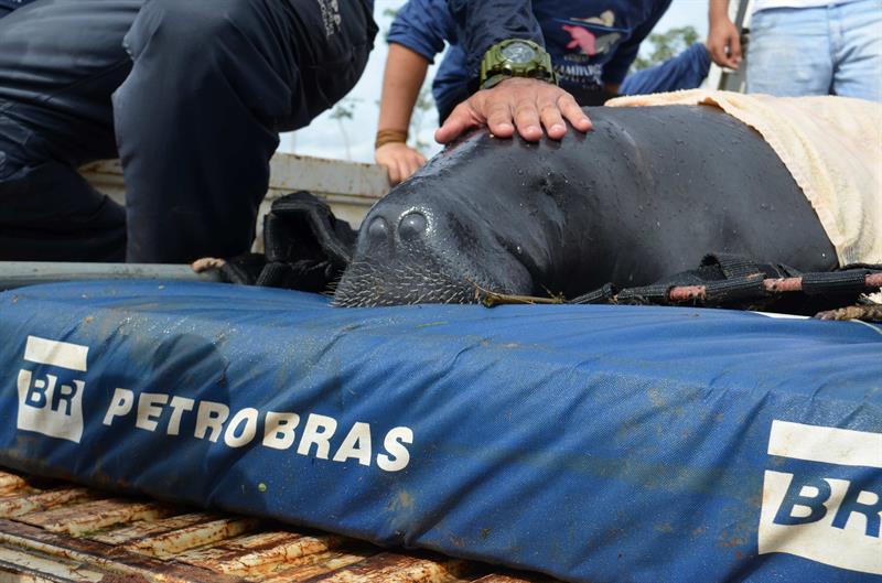 Los animales liberados, cinco machos y siete hembras, tienen entre 3 y 16 años de vida, pesan en promedio 120 kilos y miden hasta 2 metros de extensión. 