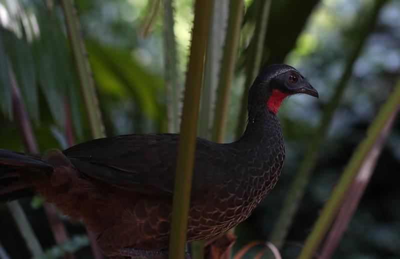 Un ejemplar de Penelope en el Jardín Botánico de Río de Janeiro (Brasil). 