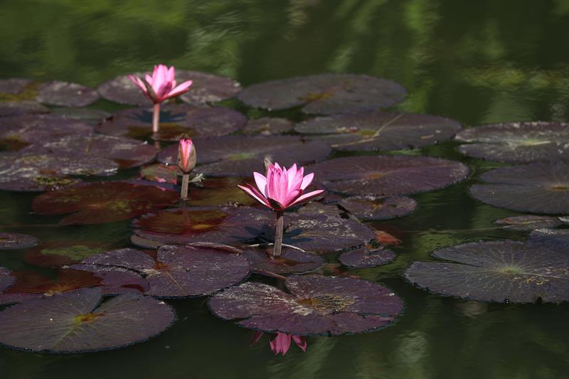 Nenúfar Victoria amazónica, también llamado Victoria regia, en el Jardín Botánico de Río de Janeiro (Brasil).