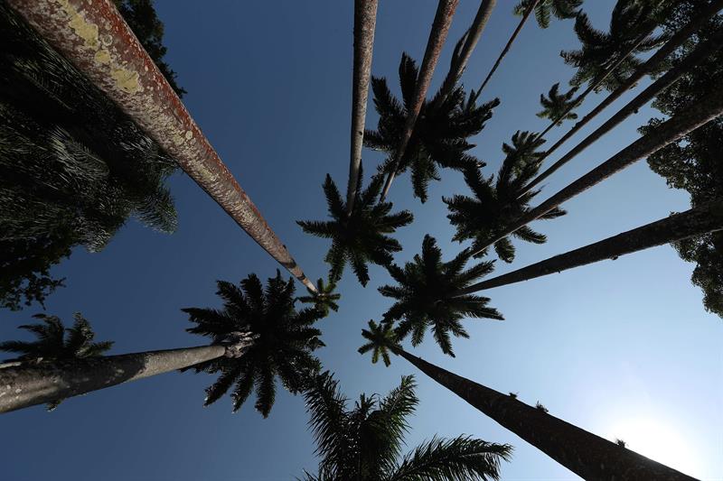 Varios ejemplares de Palmera Imperial en el Jardín Botánico de Río de Janeiro (Brasil)