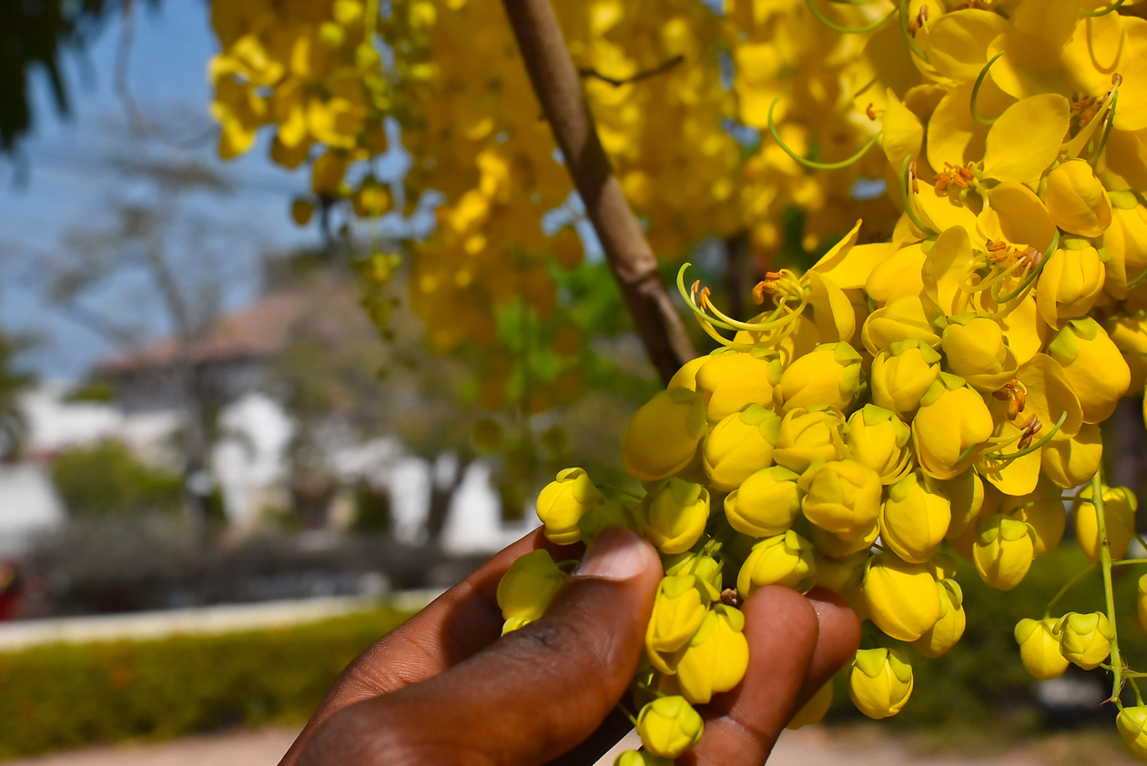 La tradicional flor lluvia de oro. 