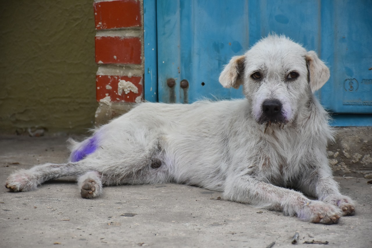 El canino, conocido como 'El niño'. 