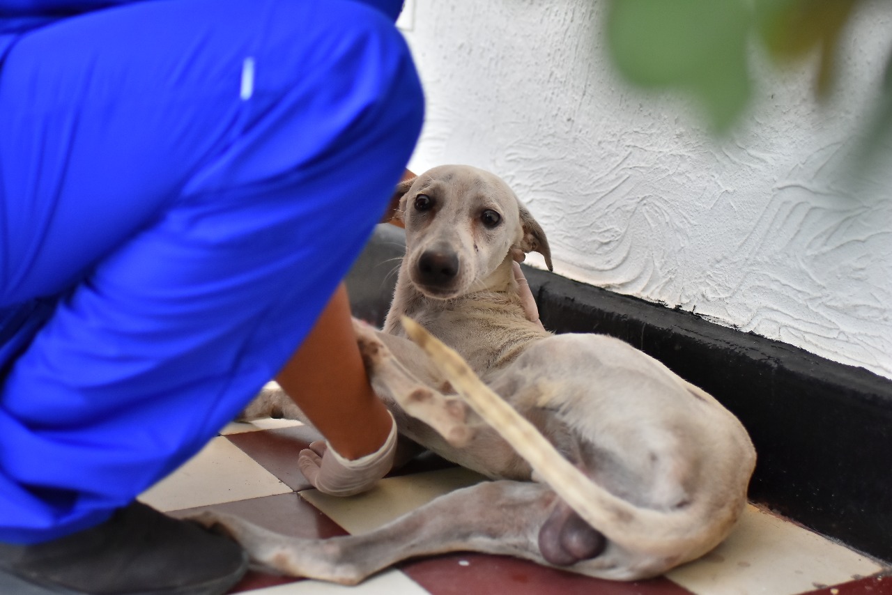 El perrito del barrio Modelo sufrió una lesión en una de sus patas.