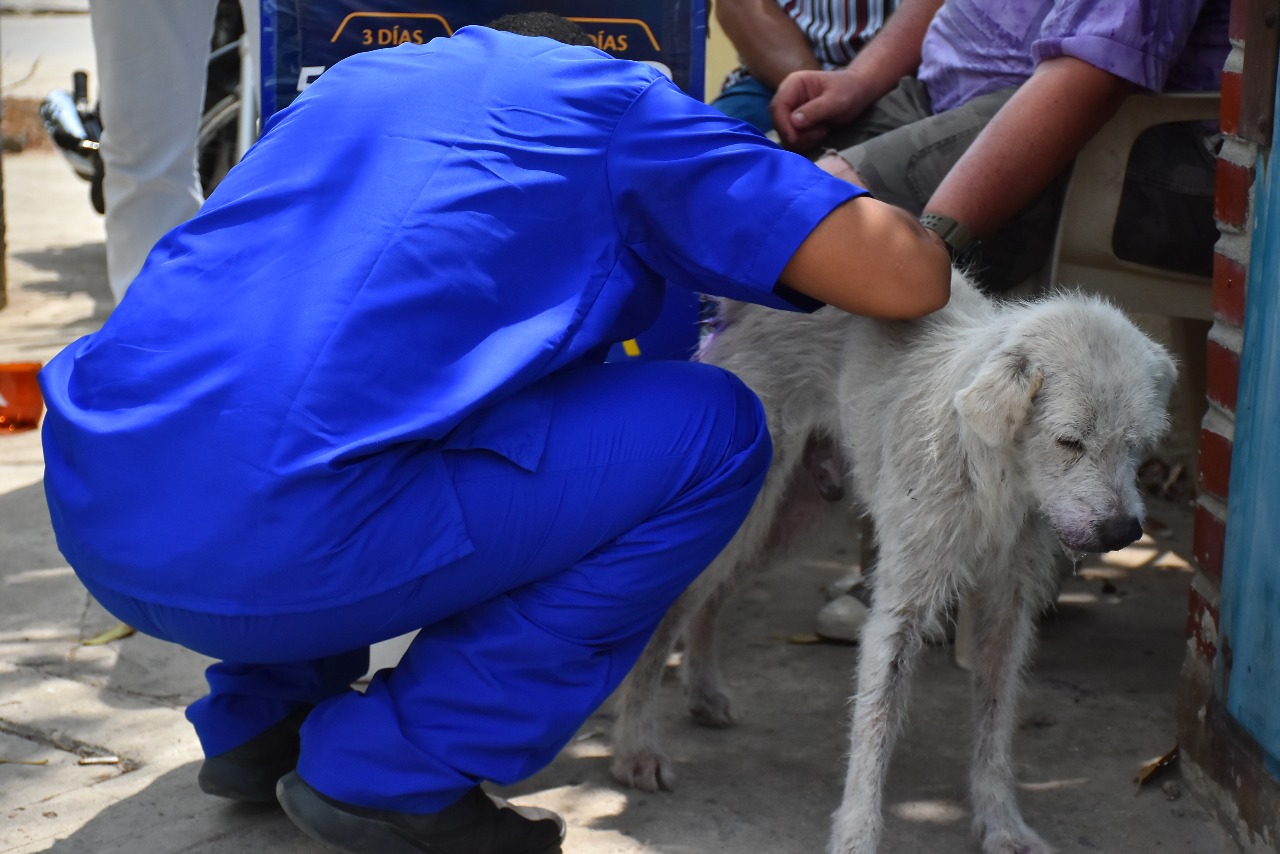 El veterinario José Hernández atendiendo 'El niño'.