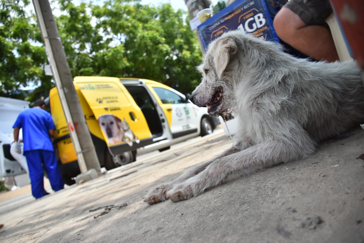 El canino, conocido como 'El niño', sufrió una inflamación en los testículos. 