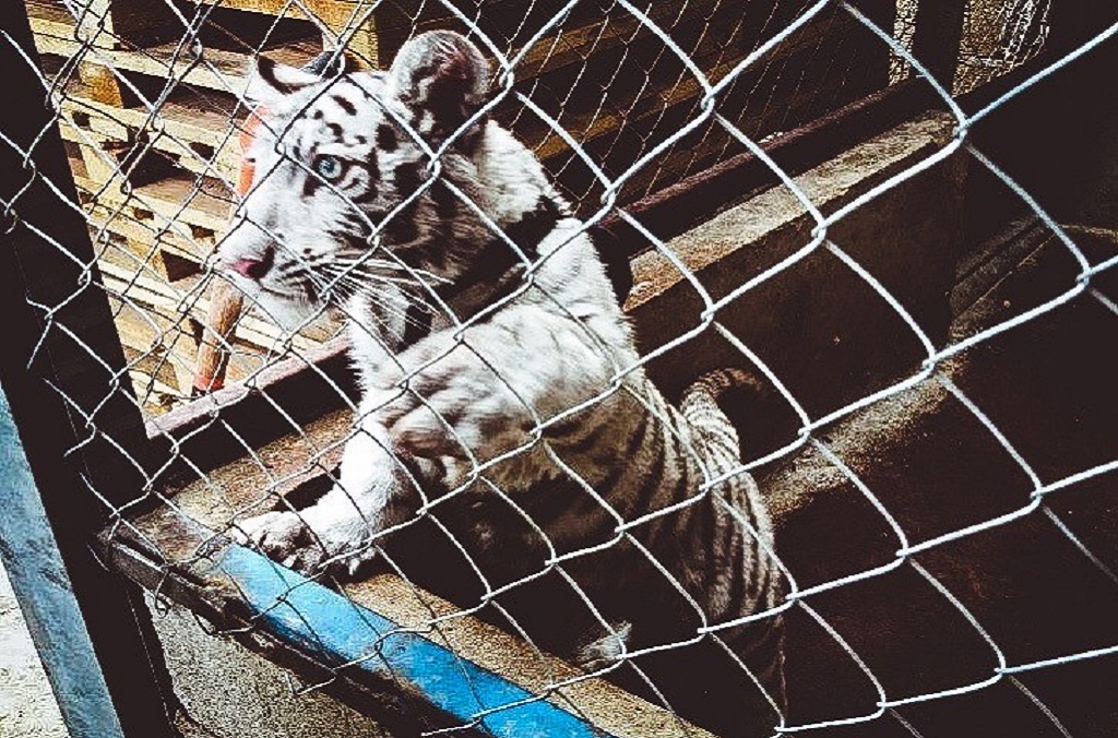 Las inspecciones de caminos realizadas por la Fiscalia General de la República de México interceptaron a este cachorro de tigre blanco oculto en una camioneta pick-up.