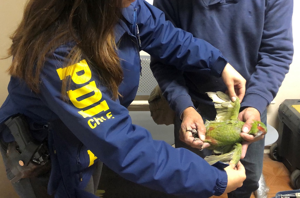 La Operación Thunderball vio la incautación de más de 4,300 aves protegidas, incluido este Perico de Pico Delgado (Enicognathus Leptorhynchus) capturado por la Policía de Chile (PDI).