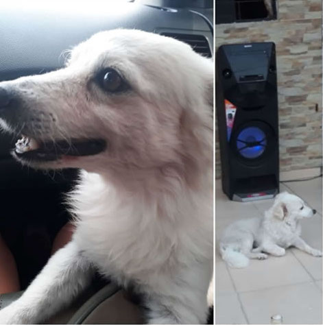 Esta mascota 'Daniel' se perdió en el barrio Los Robles.