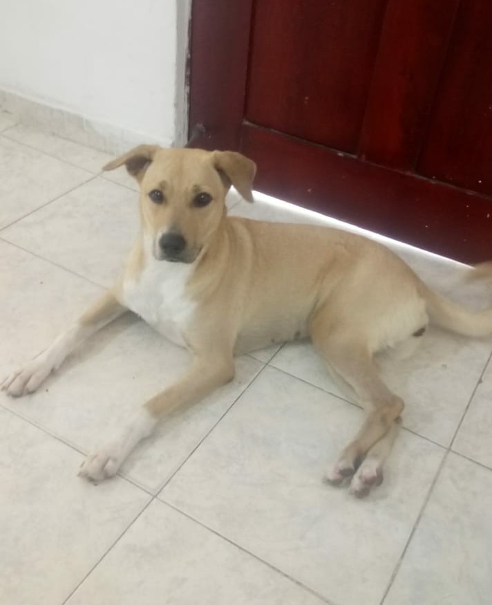 'Sofía', perrita extraviada en el barrio Bellavista.