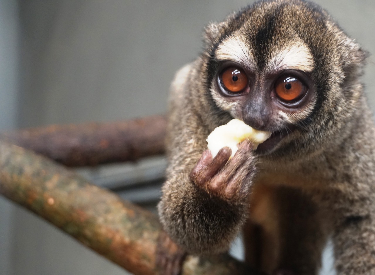 Especie Aotus lemurinus, conocida como mono nocturno.