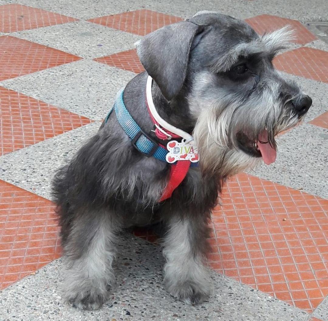 Diva, perrita schnauzer.