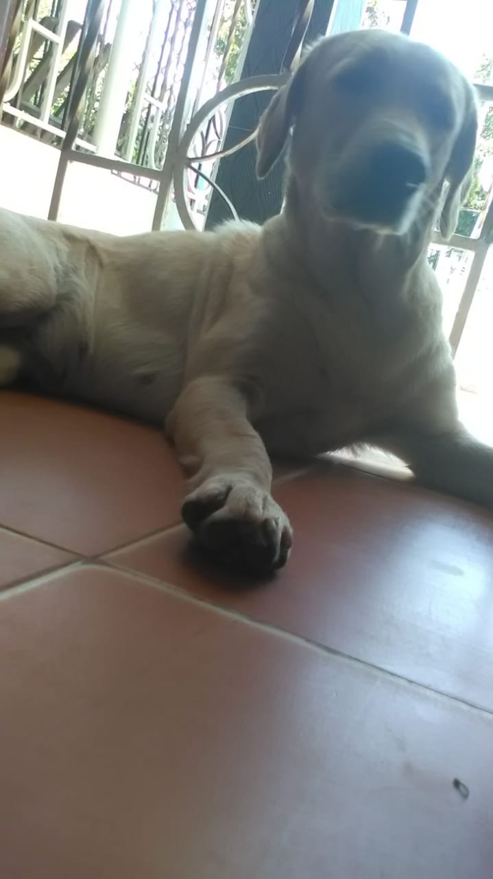 Dulce, su perrita de raza labrador. 