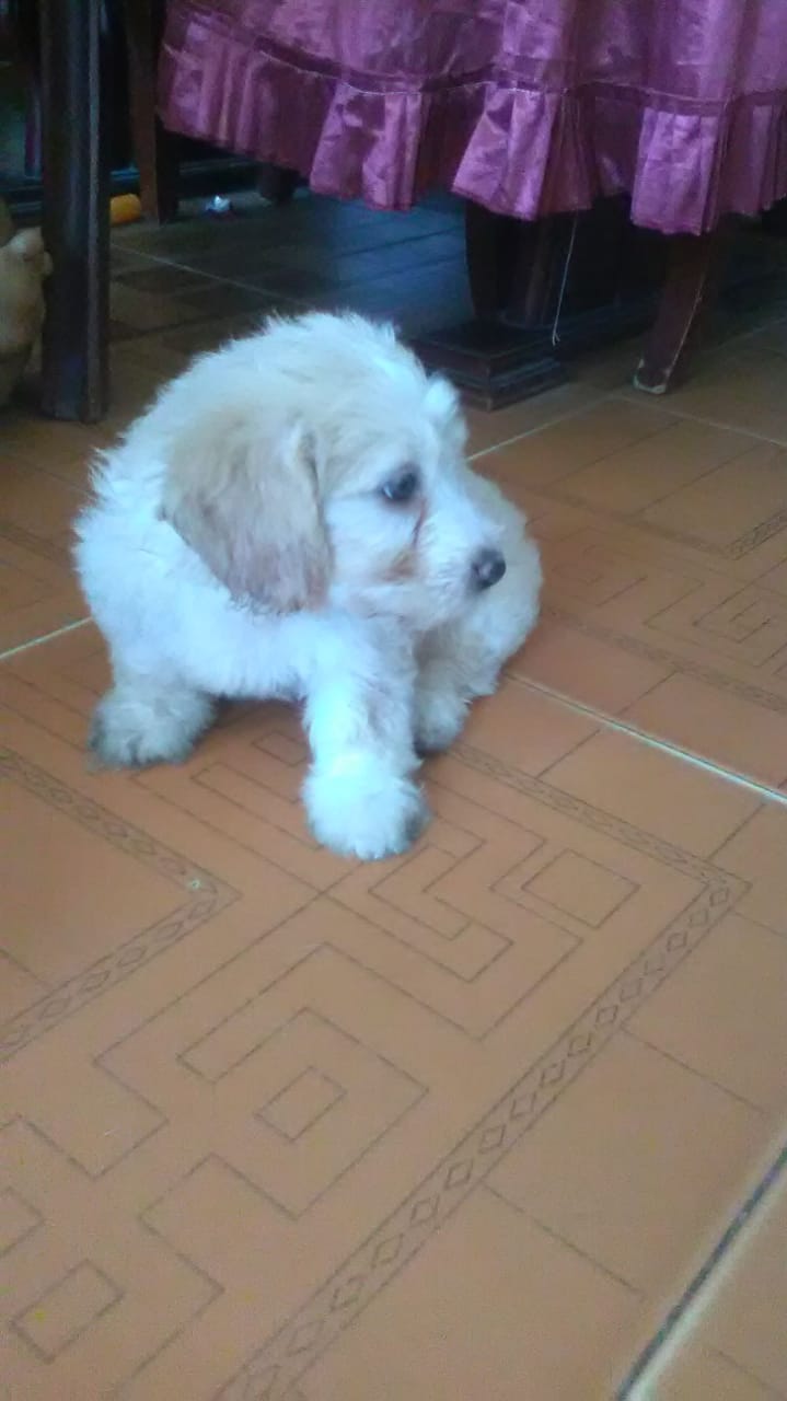 Shester, perro de raza French Poodle.